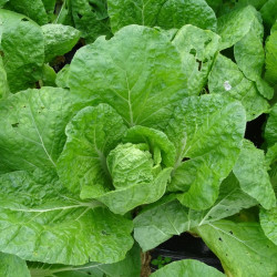 Semences Choux Chinois Pé Tsai Atsuko