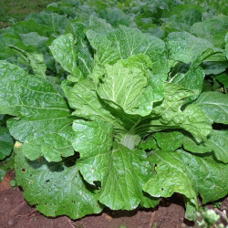 Semences Choux Chinois Pé Tsai Atsuko