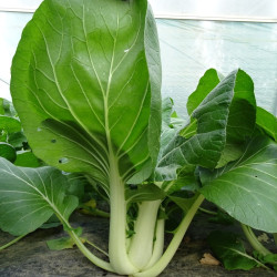 Semences Choux Chinois Pak Choi Taisai