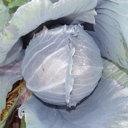 Semences Choux Cabus rouge Amarant