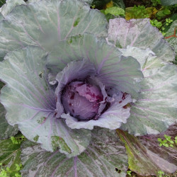 Semences Choux Cabus rouge Amarant