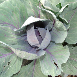 Semences Choux Cabus rouge Amarant