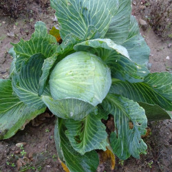 Semences Choux Cabus Blanc Marché de Copenhague