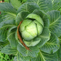 Semences Choux Cabus Blanc Marché de Copenhague