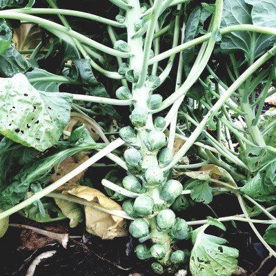 Semences Chou de Bruxelles