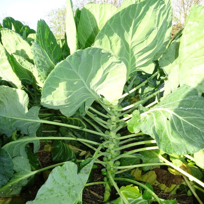 Semences Chou de Bruxelles