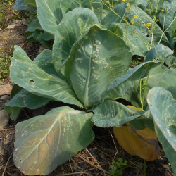 Semences Chou Cabus Pointu