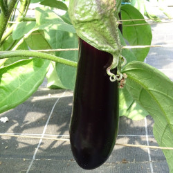 Semences Aubergine De Barbentane