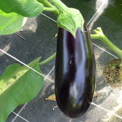 Semences Aubergine De Barbentane