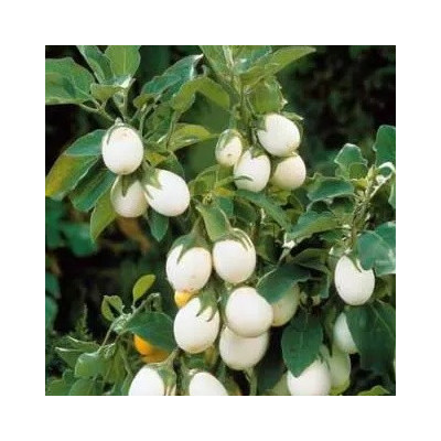 Semences Aubergine Blanche Oeuf