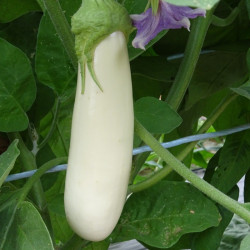 Semences Aubergine Longue Blanche