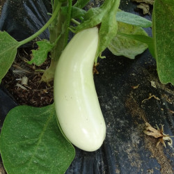 Semences Aubergine Longue Blanche