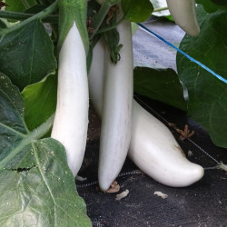 Semences Aubergine Longue Blanche