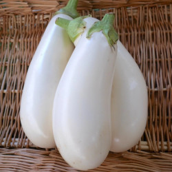 Semences Aubergine Blanche Dourga