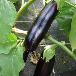 Semences Aubergine longue violette Diamond