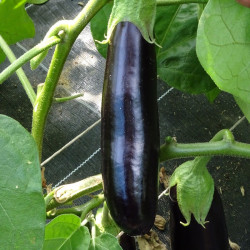 Semences Aubergine longue violette Diamond