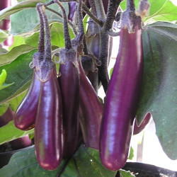 Semences Aubergine mini Slim Jim