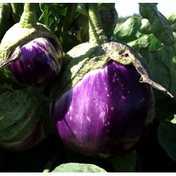 Semences Aubergine Rosa Bianca