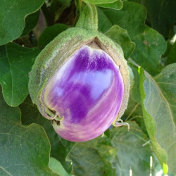 Semences Aubergine Rosa Bianca