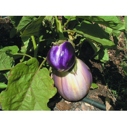 Semences Aubergine Rosa Bianca