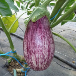 Semences Aubergine striée Tsakoniki