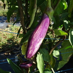 Semences Aubergine striée Tsakoniki