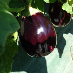 Semences Aubergine violette Black Beauty