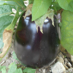Semences Aubergine violette Black Beauty