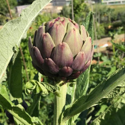 Semences Artichaut Violet de Provence