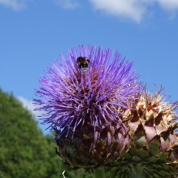 Semences Artichaut Violet de Provence
