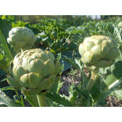 Semences Artichaut gros vert de Laon