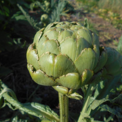 Semences Artichaut gros vert de Laon