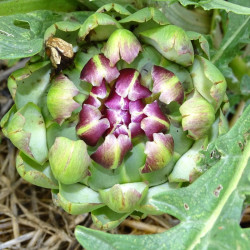 Semences Artichaut gros vert de Laon