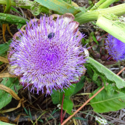 Semences Artichaut gros vert de Laon