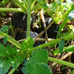 Semences Radis Noir gros rond d'hiver