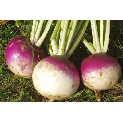 Semences Navets Blanc globe à collet violet