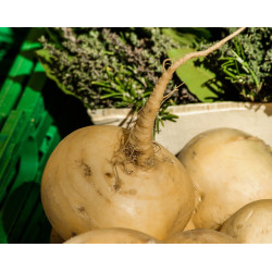 Semences Navets Jaune Boule d'Or