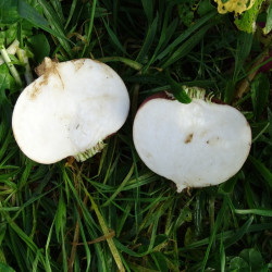 Semences Navets Snow Ball