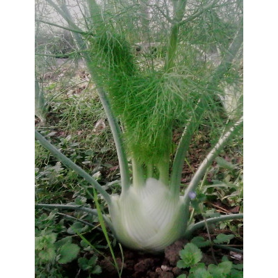 Semences Fenouil Finale