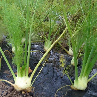 Semences Fenouil Finale