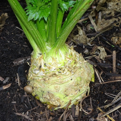 Semences Céleri Rave Monarch