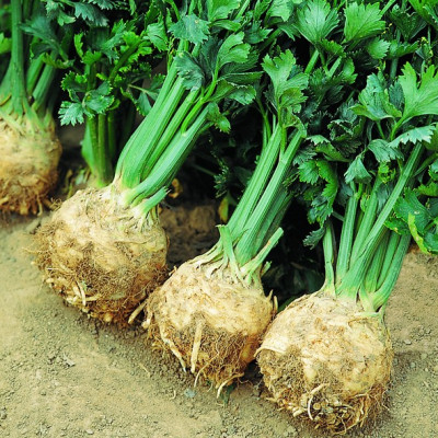 Semences Céleri Rave Monarch