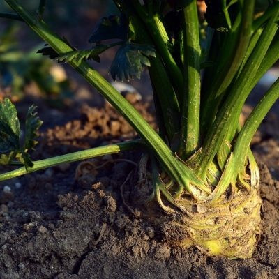 Semences Céleri Rave Monarch