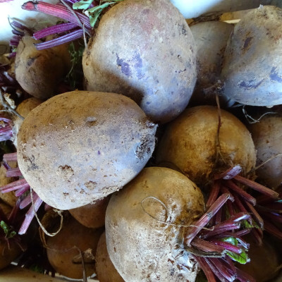 Semences Betterave rouge Detroit 2