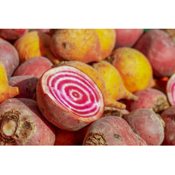 Semences Betterave blanc/rose Chioggia