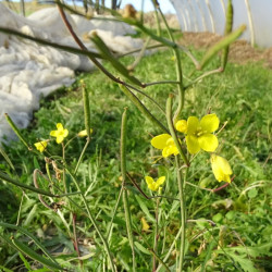 Semences Roquettes Sauvage