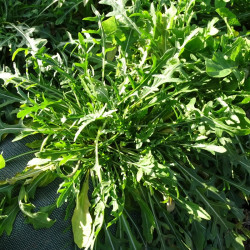 Semences Roquettes Sauvage