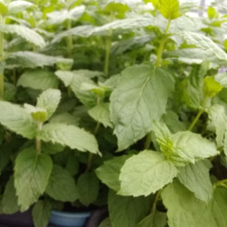 Menthe Verte douce