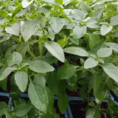 Semences Basilic Citron