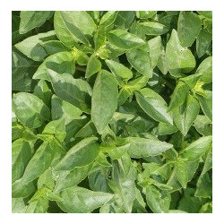 Semences Basilic Marseillais